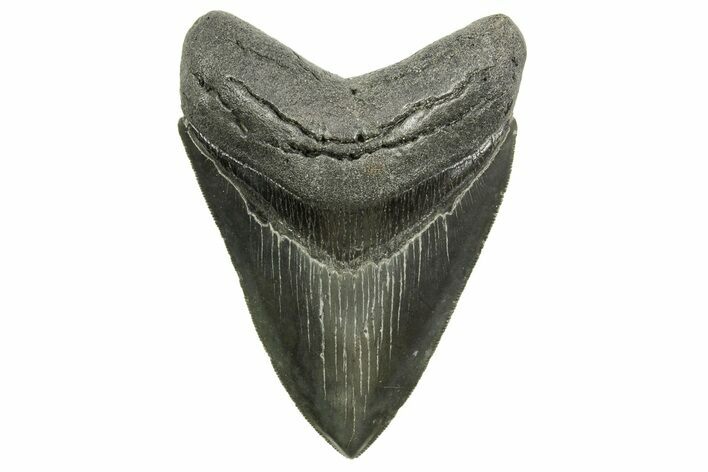 Serrated, Fossil Megalodon Tooth - South Carolina #374695